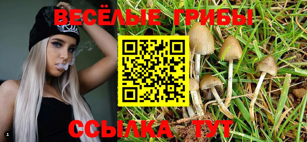 Псилоцибиновые грибы Psilocybine cubensis Чистополь